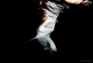 Taken late afternoon....say Ahhhh by Allen Walker 